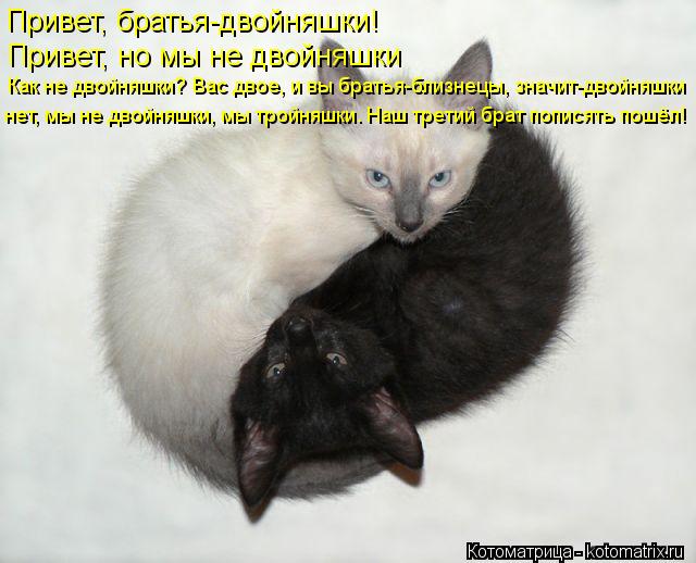 Привет, братья-двойняшки! Привет, но мы не двойняшки Как не двойняшки? Вас двое, и вы братья-близнецы... Котоматрица: Привет, братья-двойняшки! Привет, но мы не двойняшки Как не двойняшки? Вас двое, и вы братья-близнецы, значит-двойняшки нет, мы не двойняшки, м