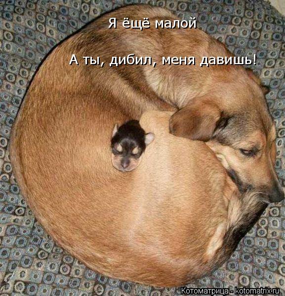 Ну чо ты?! Я ж маленький ещё. А ты, дибил, меня давишь! А ты, дибил, меня давишь! Я ёщё малой Я ёщё ... Котоматрица: Ну чо ты?! Я ж маленький ещё. А ты, дибил, меня давишь! А ты, дибил, меня давишь! Я ёщё малой Я ёщё малой