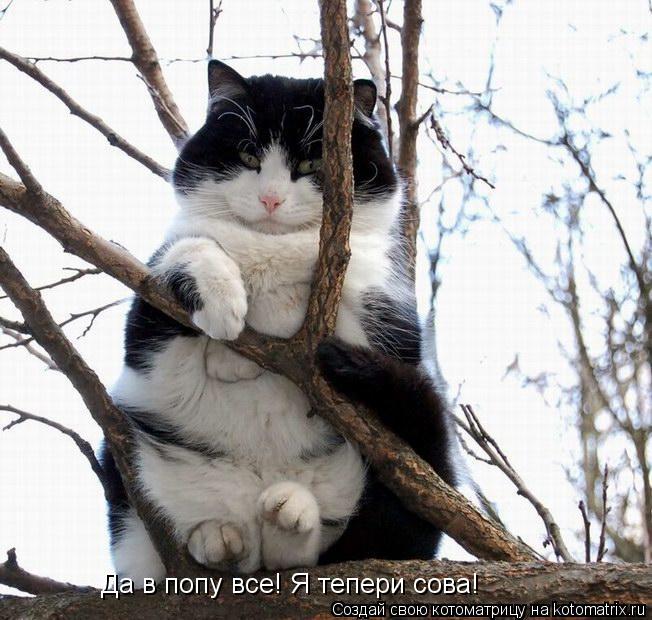 Да в попу все! Я тепери сова!... Котоматрица: Да в попу все! Я тепери сова!