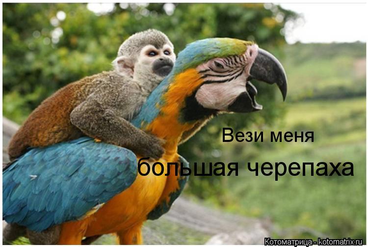 большая черепаха Вези меня... Котоматрица: большая черепаха Вези меня