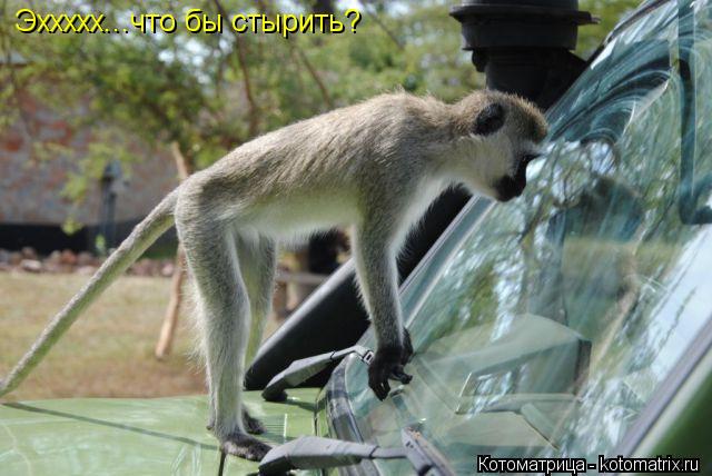 Эххххх...что бы стырить?... Котоматрица: Эххххх...что бы стырить?