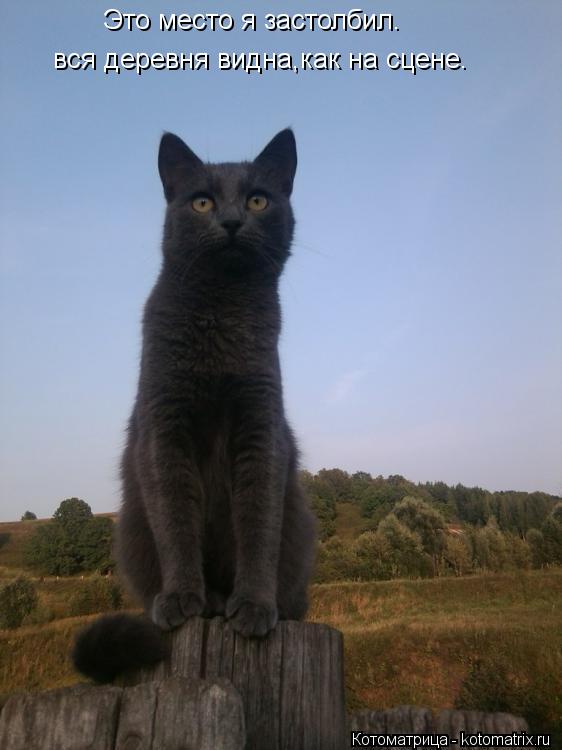 Это место я застолбил. вся деревня видна,как на сцене.... Котоматрица: Это место я застолбил. вся деревня видна,как на сцене.
