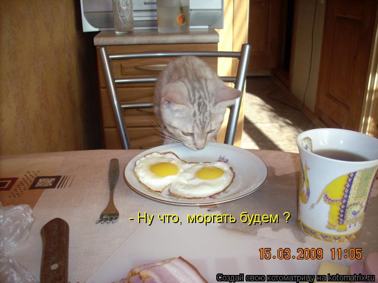 - Ну что, моргать будем ?... Котоматрица: - Ну что, моргать будем ?