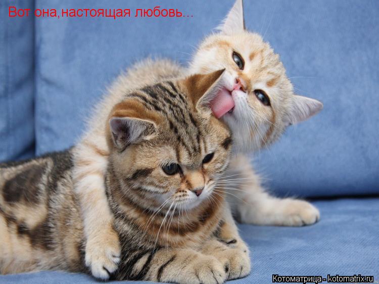 Вот она,настоящая любовь...... Котоматрица: Вот она,настоящая любовь...