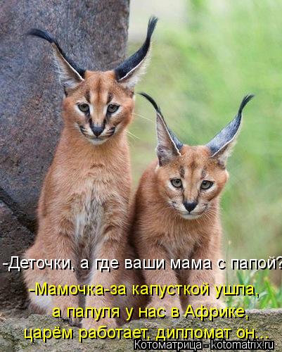 -Деточки, а где ваши мама с папой? -Мамочка-за капусткой ушла, а папуля у нас в Африке, царём работа... Котоматрица: -Деточки, а где ваши мама с папой? -Мамочка-за капусткой ушла, а папуля у нас в Африке, царём работает, дипломат он...