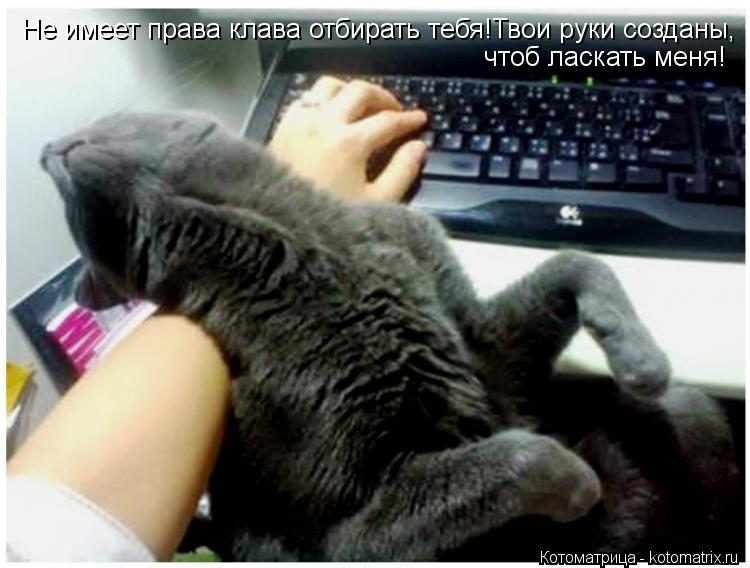 Не имеет права клава отбирать тебя!Твои руки созданы, чтоб ласкать меня!... Котоматрица: Не имеет права клава отбирать тебя!Твои руки созданы, чтоб ласкать меня!