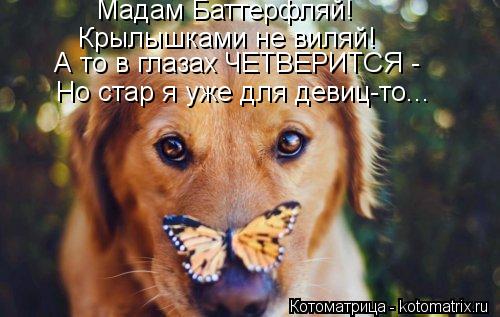 Мадам Баттерфляй! Крылышками не виляй! А то в глазах ЧЕТВЕРИТСЯ - Но стар я уже для девиц-то...... Котоматрица: Мадам Баттерфляй! Крылышками не виляй! А то в глазах ЧЕТВЕРИТСЯ - Но стар я уже для девиц-то...