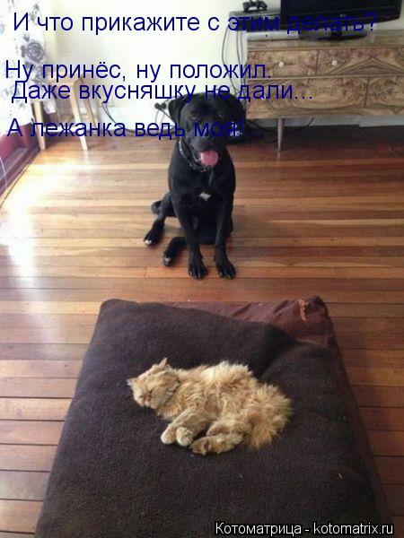 И что прикажите с этим делать? Ну принёс, ну положил. Даже вкусняшку не дали... А лежанка ведь моя!... Котоматрица: И что прикажите с этим делать? Ну принёс, ну положил. Даже вкусняшку не дали... А лежанка ведь моя!...