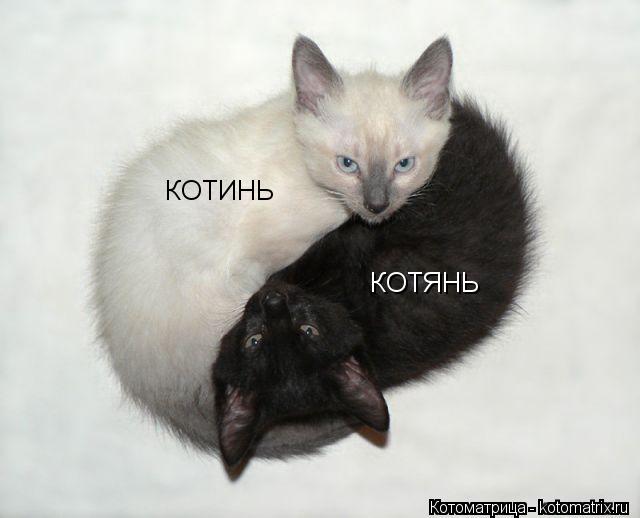 КОТЯНЬ КОТИНЬ... Котоматрица: КОТЯНЬ КОТИНЬ