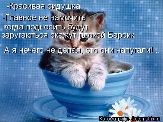 -Красивая сидушка -Главное не намочить когда подносить будут заругаються скажут плохой Барсик А я неч... Котоматрица: -Красивая сидушка -Главное не намочить когда подносить будут заругаються скажут плохой Барсик А я нечего не делал, это они напугали!...