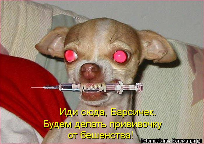 Иди сюда, Барсичек. Будем делать прививочку от бешенства!... Котоматрица: Иди сюда, Барсичек. Будем делать прививочку от бешенства!