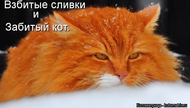 Взбитые сливки и Забитый кот.... Котоматрица: Взбитые сливки и Забитый кот.