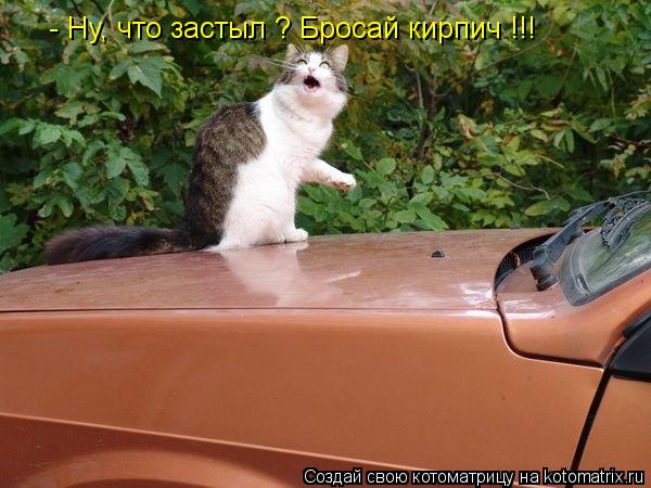 - Ну, что застыл ? Бросай кирпич !!!... Котоматрица: - Ну, что застыл ? Бросай кирпич !!!
