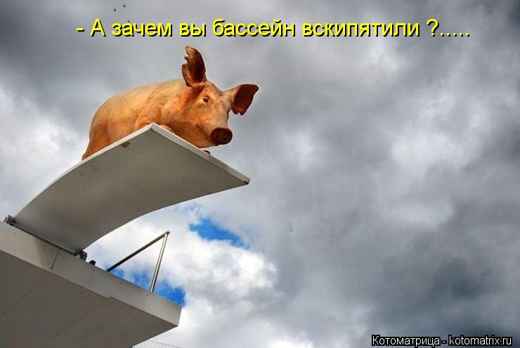 - А зачем вы бассейн вскипятили ?........ Котоматрица: - А зачем вы бассейн вскипятили ?.....