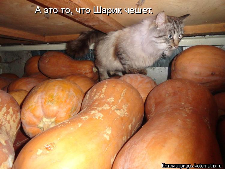 А это то, что Шарик чешет.... Котоматрица: А это то, что Шарик чешет.