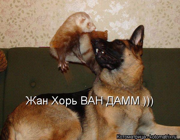 Жан Хорь ВАН ДАММ )))... Котоматрица: Жан Хорь ВАН ДАММ )))