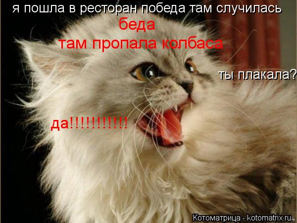 я пошла в ресторан победа там случилась беда там пропала колбаса ты плакала? да!!!!!!!!!!!... Котоматрица: я пошла в ресторан победа там случилась беда там пропала колбаса ты плакала? да!!!!!!!!!!!