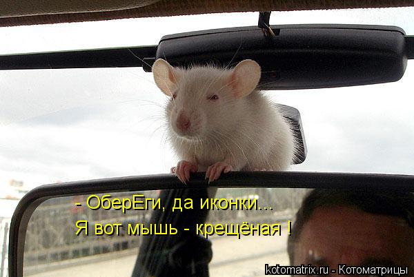 - ОберЕги, да иконки... Я вот мышь - крещёная !... Котоматрица: - ОберЕги, да иконки... Я вот мышь - крещёная !