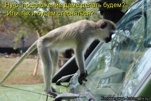 Ну-с, предложение даме делать будем? Или так и будем стесняться?... Котоматрица: Ну-с, предложение даме делать будем? Или так и будем стесняться?