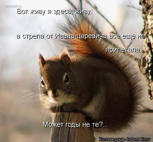 Вот живу я здесь, живу, Может годы не те?.. а стрела от Ивана-царевича всё ещё не прилетала...... Котоматрица: Вот живу я здесь, живу, Может годы не те?.. а стрела от Ивана-царевича всё ещё не прилетала...