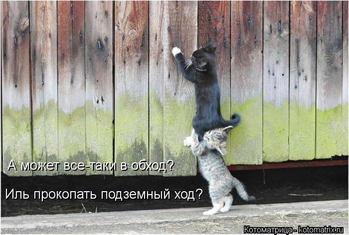 Иль прокопать подземный ход? А может все-таки в обход?... Котоматрица: Иль прокопать подземный ход? А может все-таки в обход?