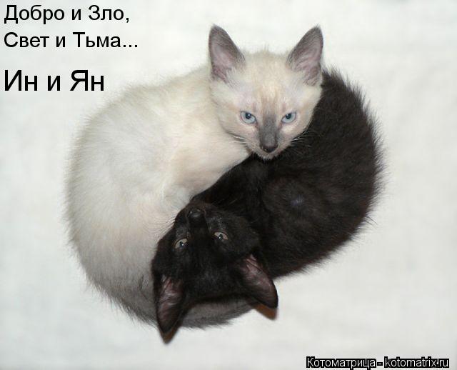 Добро и Зло, Свет и Тьма... Ин и Ян... Котоматрица: Добро и Зло, Свет и Тьма... Ин и Ян