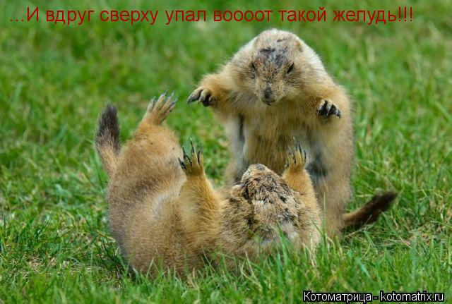 ...И вдруг сверху упал воооот такой желудь!!!... Котоматрица: ...И вдруг сверху упал воооот такой желудь!!!
