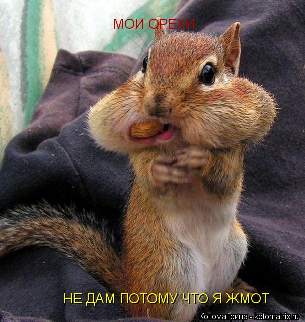 НЕ ДАМ ПОТОМУ ЧТО Я ЖМОТ МОИ ОРЕХИ... Котоматрица: НЕ ДАМ ПОТОМУ ЧТО Я ЖМОТ МОИ ОРЕХИ
