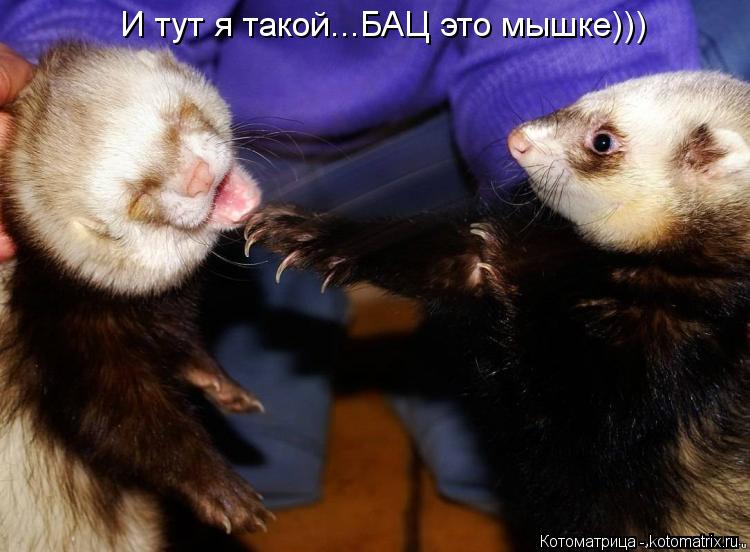 И тут я такой...БАЦ это мышке)))... Котоматрица: И тут я такой...БАЦ это мышке)))