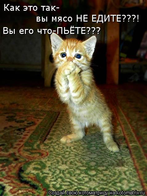 Как это так- вы мясо НЕ ЕДИТЕ???! Вы его что-ПЬЁТЕ???... Котоматрица: Как это так- вы мясо НЕ ЕДИТЕ???! Вы его что-ПЬЁТЕ???