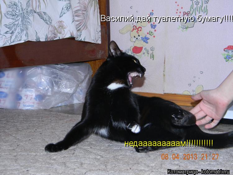 Василий,дай туалетную бумагу!!!!! недааааааааам!!!!!!!!!!!... Котоматрица: Василий,дай туалетную бумагу!!!!! недааааааааам!!!!!!!!!!!