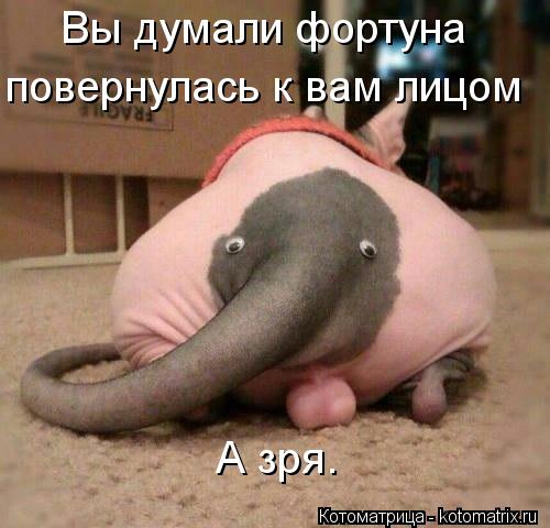 Вы думали фортуна повернулась к вам лицом А зря.... Котоматрица: Вы думали фортуна повернулась к вам лицом А зря.
