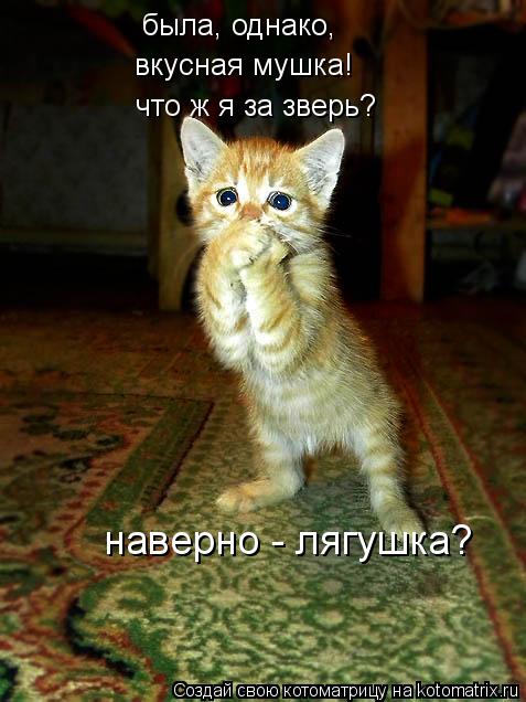 что ж я за зверь? наверно - лягушка? была, однако, вкусная мушка!... Котоматрица: что ж я за зверь? наверно - лягушка? была, однако, вкусная мушка!