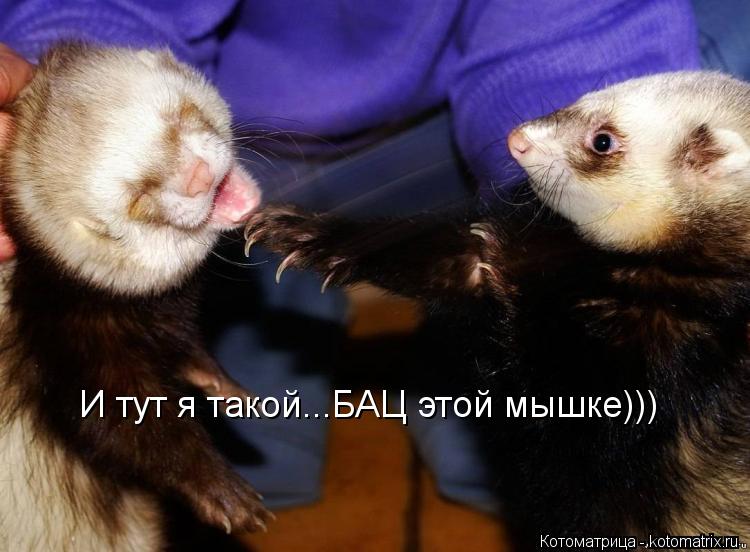 И тут я такой...БАЦ этой мышке)))... Котоматрица: И тут я такой...БАЦ этой мышке)))