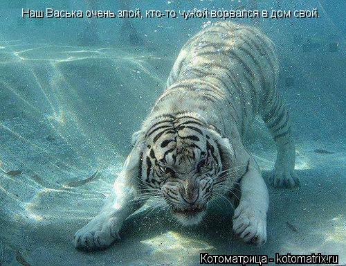 Наш Васька очень злой, кто-то чужой ворвался в дом свой.... Котоматрица: Наш Васька очень злой, кто-то чужой ворвался в дом свой.