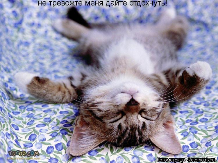 не тревожте меня дайте отдохнуть!... Котоматрица: не тревожте меня дайте отдохнуть!