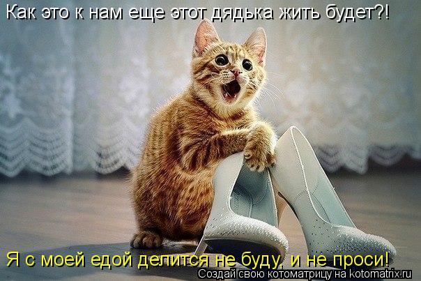 Как это к нам еще этот дядька жить будет?! Я с моей едой делится не буду, и не проси!... Котоматрица: Как это к нам еще этот дядька жить будет?! Я с моей едой делится не буду, и не проси!
