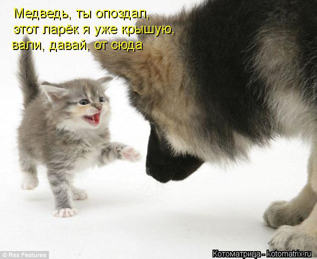 Медведь, ты опоздал, этот ларёк я уже крышую, вали, давай, от сюда... Котоматрица: Медведь, ты опоздал, этот ларёк я уже крышую, вали, давай, от сюда