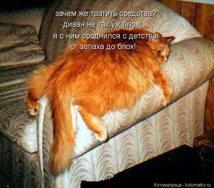 диван не так уж плох! я с ним сроднился с детства - зачем же тратить средства? от запаха до блох!... Котоматрица: диван не так уж плох! я с ним сроднился с детства - зачем же тратить средства? от запаха до блох!