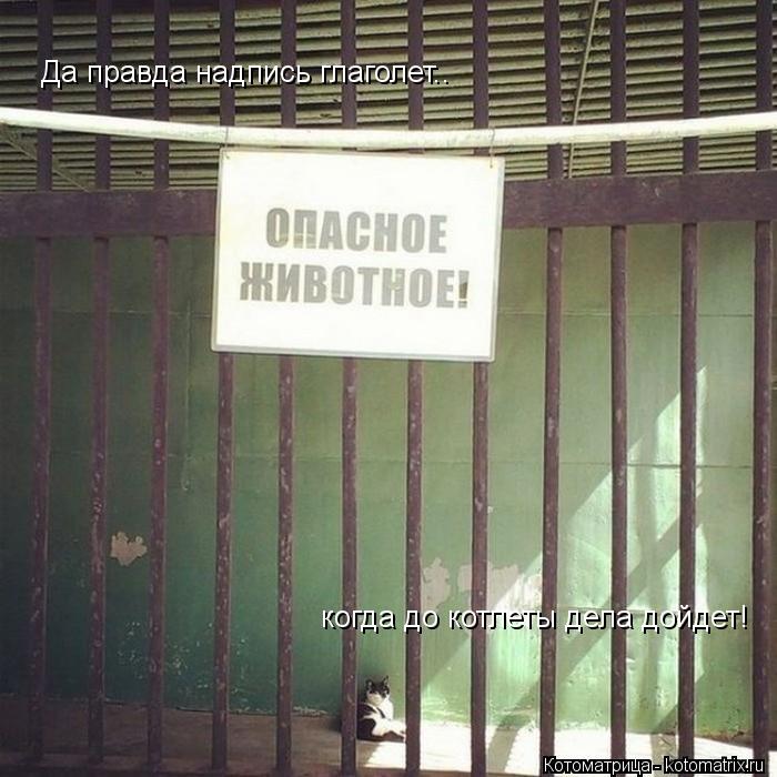 Да правда надпись глаголет.. когда до котлеты дела дойдет!... Котоматрица: Да правда надпись глаголет.. когда до котлеты дела дойдет!