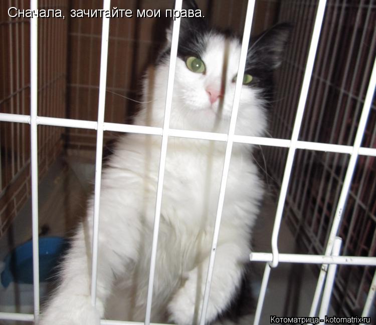 Сначала, зачитайте мои права.... Котоматрица: Сначала, зачитайте мои права.