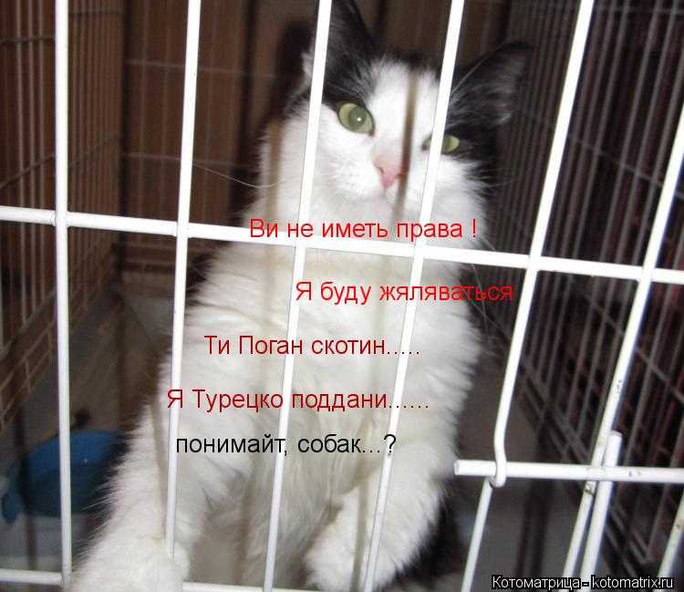 Ви не иметь права ! Я буду жяляваться Ти Поган скотин..... Я Турецко поддани...... понимайт, собак...... Котоматрица: Ви не иметь права ! Я буду жяляваться Ти Поган скотин..... Я Турецко поддани...... понимайт, собак...?