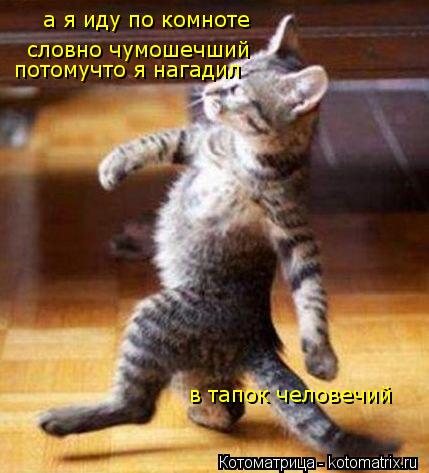 а я иду по комноте словно чумошечший потомучто я нагадил в тапок человечий... Котоматрица: а я иду по комноте словно чумошечший потомучто я нагадил в тапок человечий