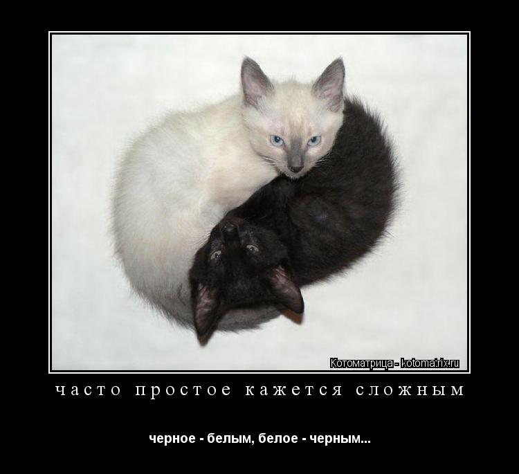 часто простое кажется сложным черное - белым, белое - черным...... Котоматрица: часто простое кажется сложным черное - белым, белое - черным...