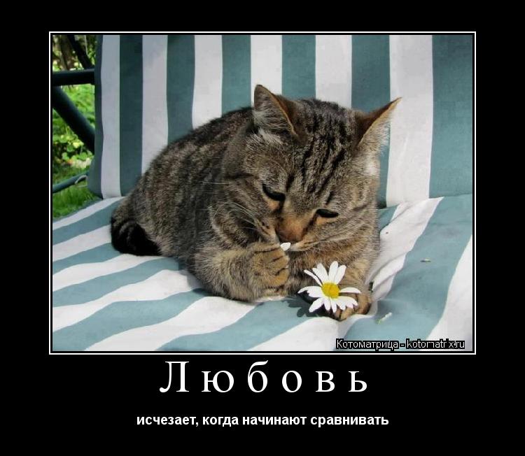 Любовь исчезает, когда начинают сравнивать... Котоматрица: Любовь исчезает, когда начинают сравнивать