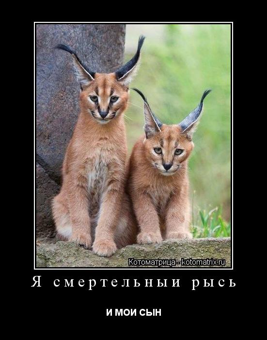 Я смертельныи рысь И МОИ СЫН... Котоматрица: Я смертельныи рысь И МОИ СЫН