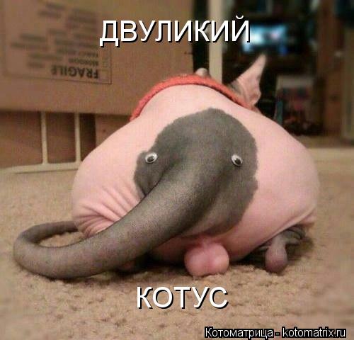 ДВУЛИКИЙ КОТУС... Котоматрица: ДВУЛИКИЙ КОТУС