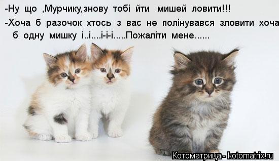 -Ну що ,Мурчику,знову тобі йти мишей ловити!!! -Хоча б разочок хтось з вас не полінувався... Котоматрица: -Ну що ,Мурчику,знову тобі йти мишей ловити!!! -Хоча б разочок хтось з вас не полінувався зловити хоча б б одну мишку і..і....і-і-і.....Пож