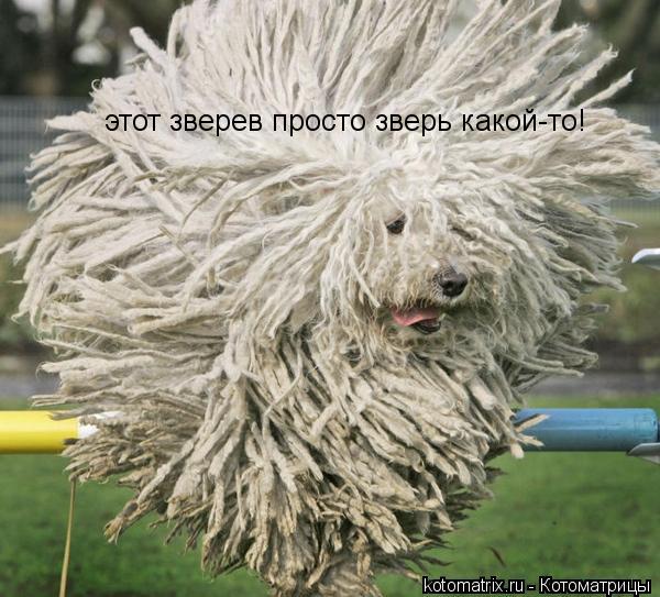 этот зверев просто зверь какой-то!... Котоматрица: этот зверев просто зверь какой-то!
