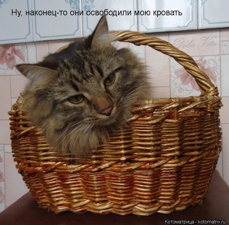 Ну, наконец-то они освободили мою кровать... Котоматрица: Ну, наконец-то они освободили мою кровать